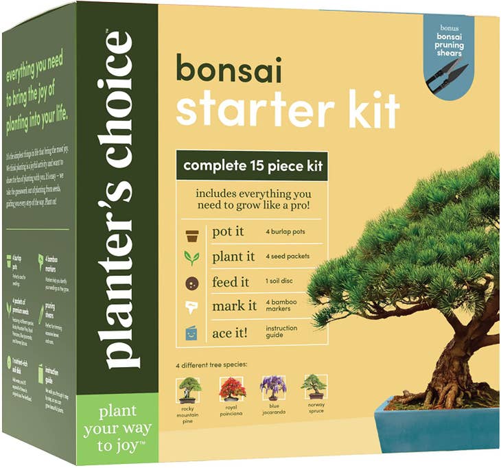 Norway Spruce Bonsai Tree Care Essentials